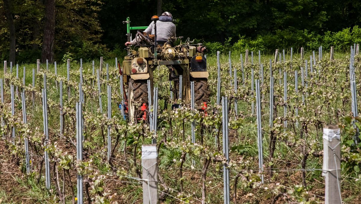 Mort Vendanges Champagne